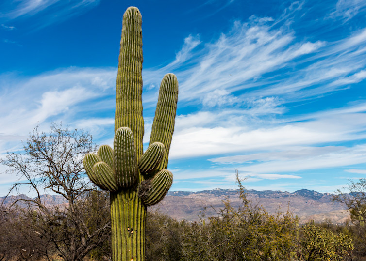 Desert Beauty: Saguaro Cactus