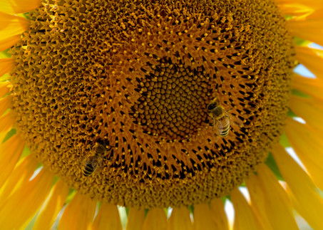 Sunflower With Bees Photography Art | templeimagery