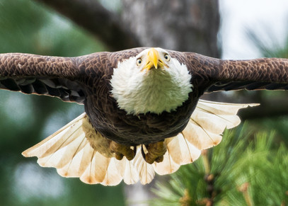 Lift Off - Flight Of An American Bald Eagle