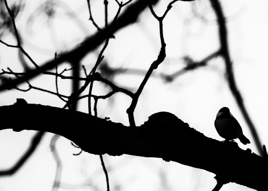 Bird Silhouette Iv Photography Art | Nathan Larson Photography