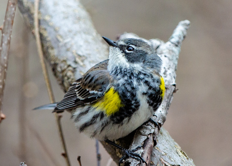 Yellow Rumped Warbler Photography Art | Nathan Larson Photography