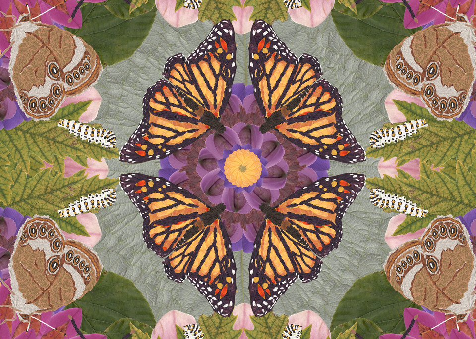 Butterflies And Caterpillars Art | smacartist