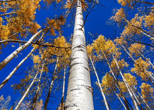 Mother Tree - Colorado aspen photography prints