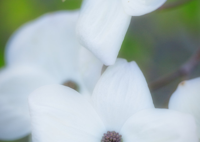 Dogwood Blossoms Iii Photography Art | dynamicearthphotos