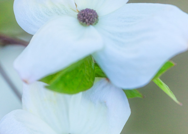 Stacked Dogwood Blooms Photography Art | dynamicearthphotos