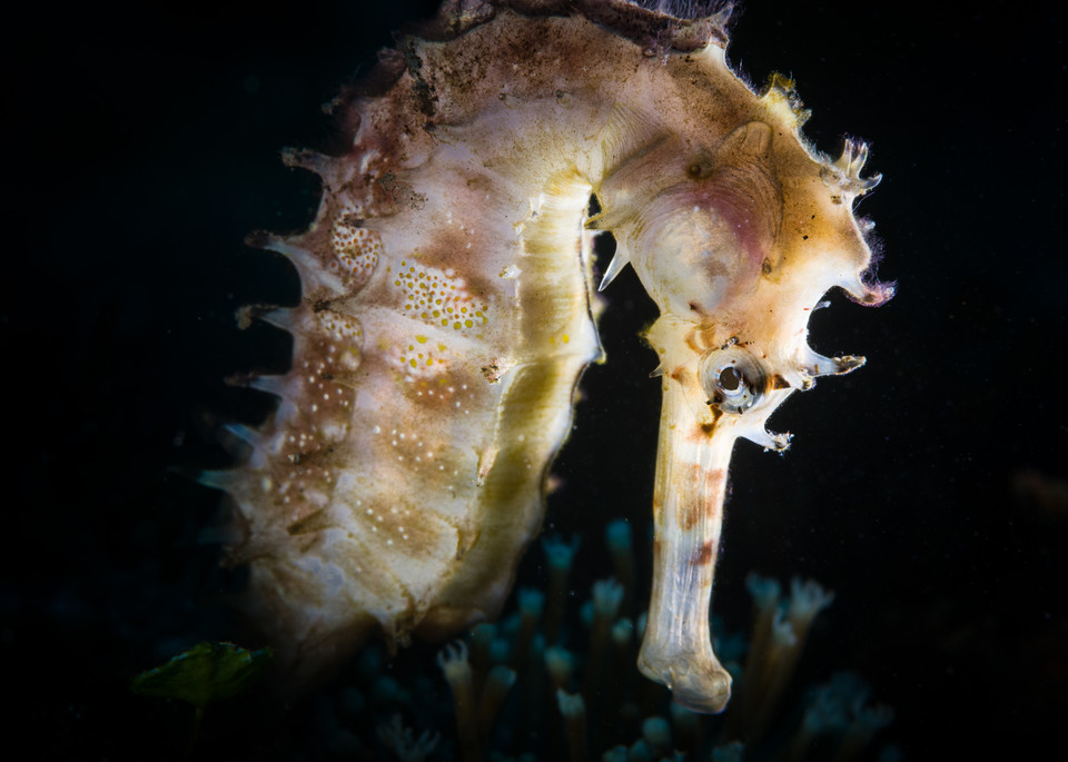 Backlight Seahorse Profile