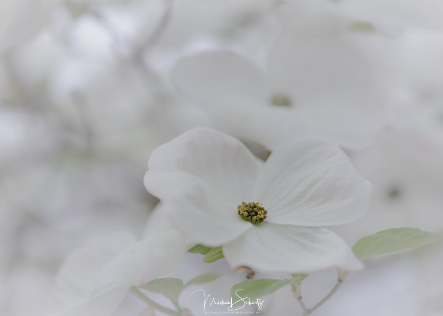 Dogwood Blossoms Ii Photography Art | dynamicearthphotos