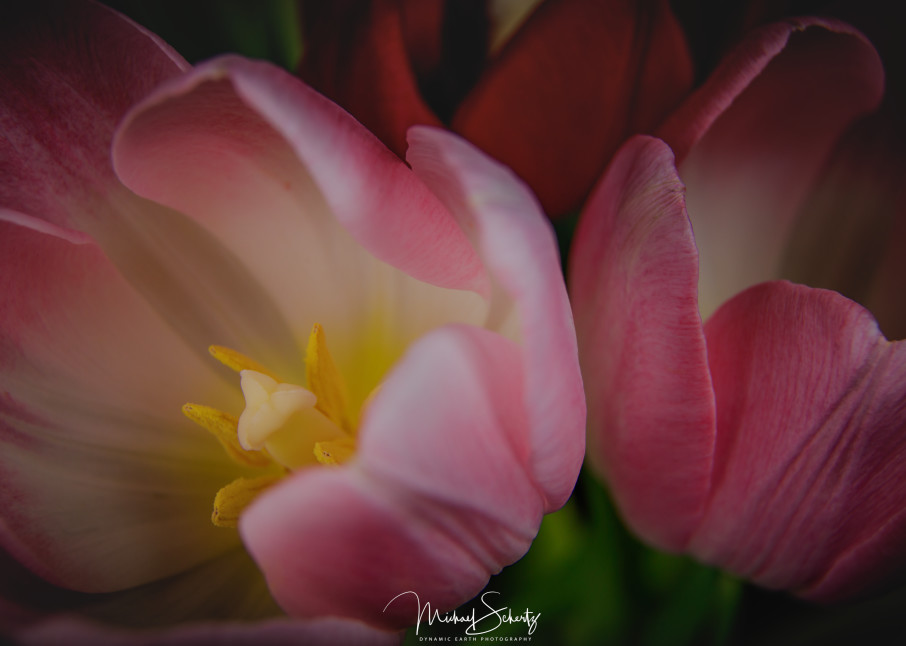 Cups Of Tulips Photography Art | dynamicearthphotos
