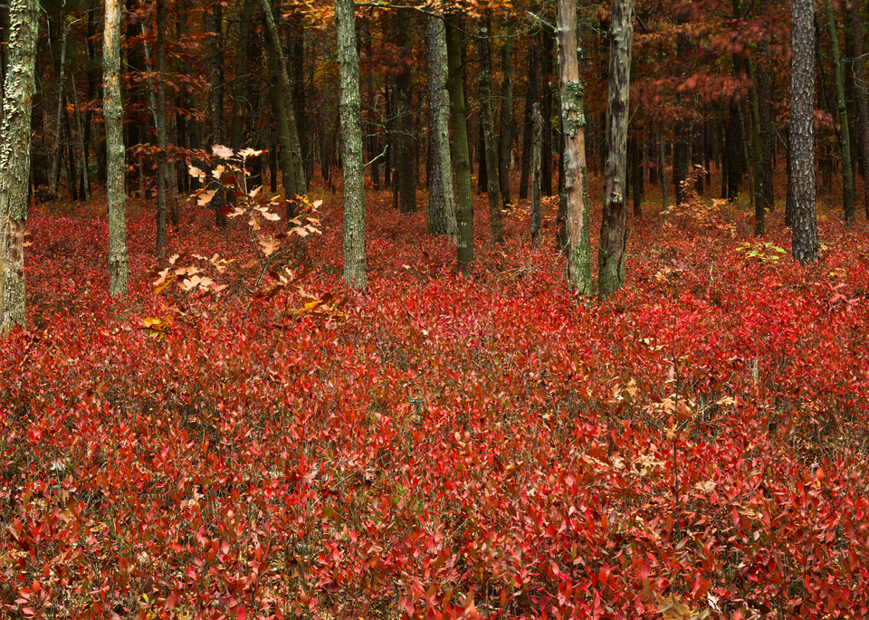 Fine Art Print | Inkberry Autumn Forest Undergrowth