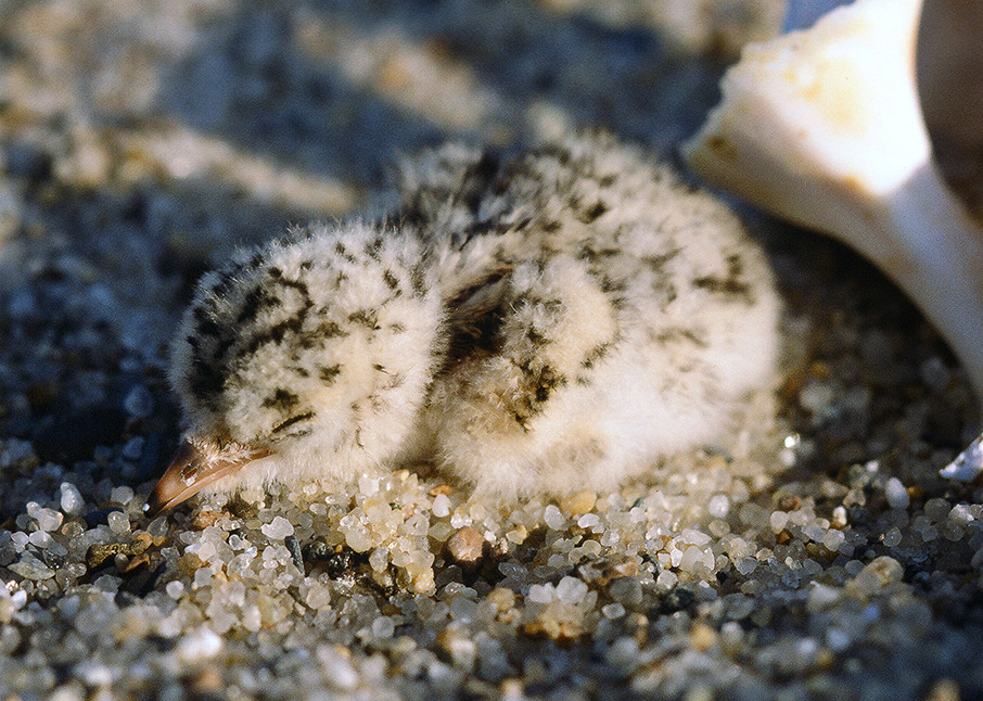 Tern Chick On Nest Lr Photography Art | E.R. Lilley Photography