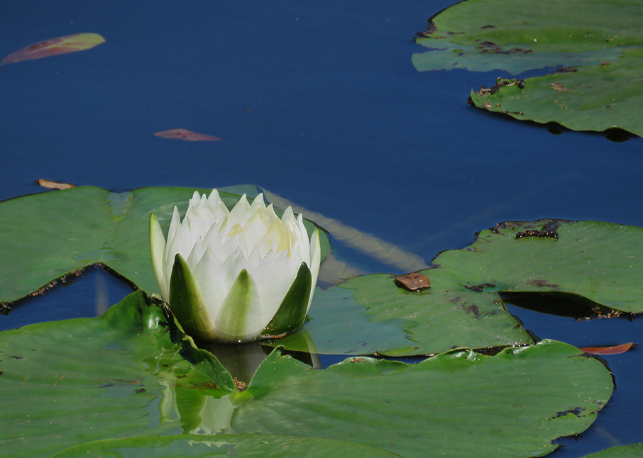 White Pond Lily Lr Photography Art | E.R. Lilley Photography