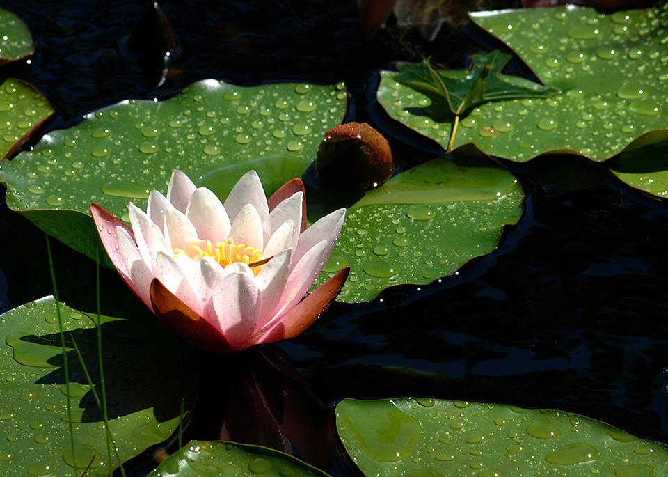 Pond Lily Lr Photography Art | E.R. Lilley Photography