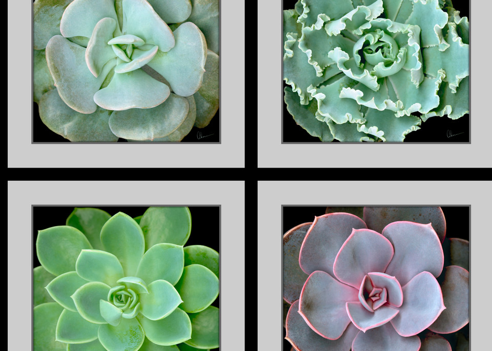 Echeveria Succulents Composite Squared metal wall art. Aluminum Prints by the artist, Mary Ahern.