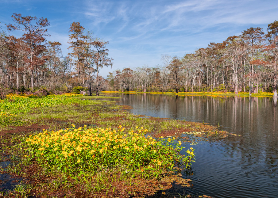 Swamp color - Louisiana swamp photography prints
