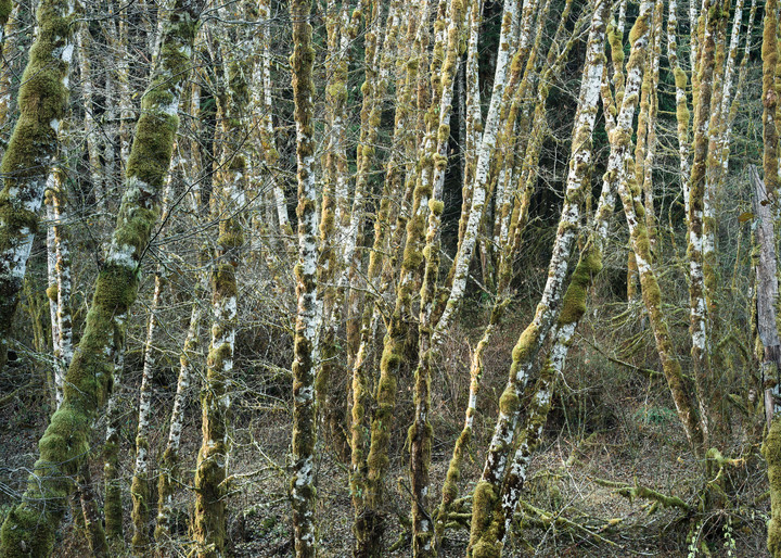 Birch Grove #1