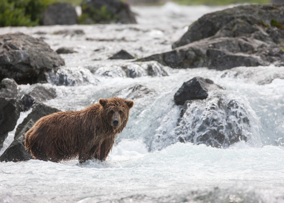 Alaskan Brown Bear Fishing For Salmon Art | Creative i