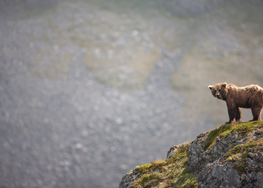 Alaskan Brown Bear On Ridgetop Art | Creative i