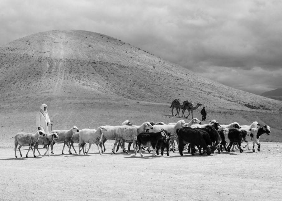 Goat Herder Moroccan Desert Art | Creative i