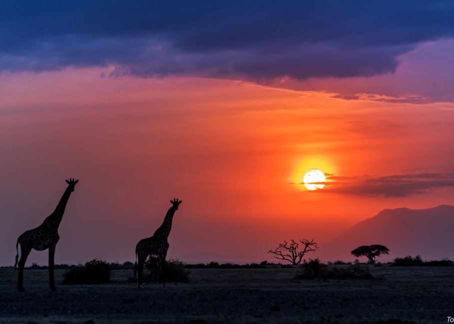 Giraffes At Sunset, 2016. Photography Art | Tom Stahl Photography