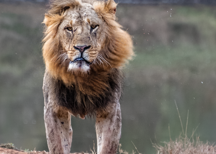 Lion Head Shake, 2016. Photography Art | Tom Stahl Photography