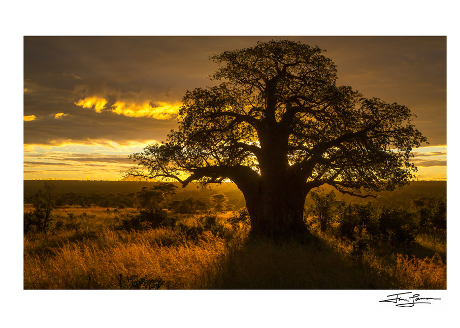 Baobab Sunrise Photography Art | Tim Laman Photography