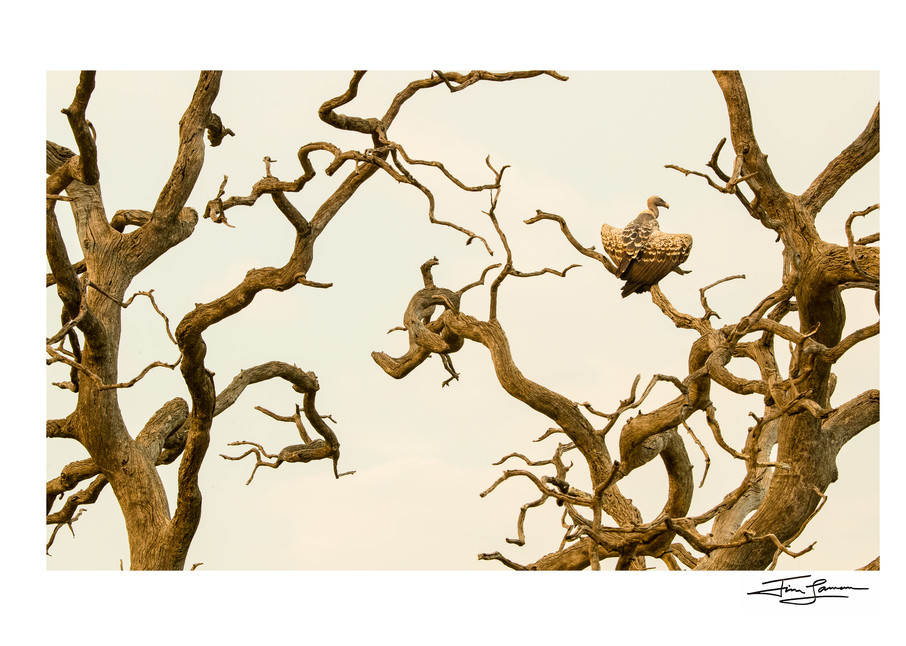 Tree Sculpture With Vulture Photography Art | Tim Laman Photography