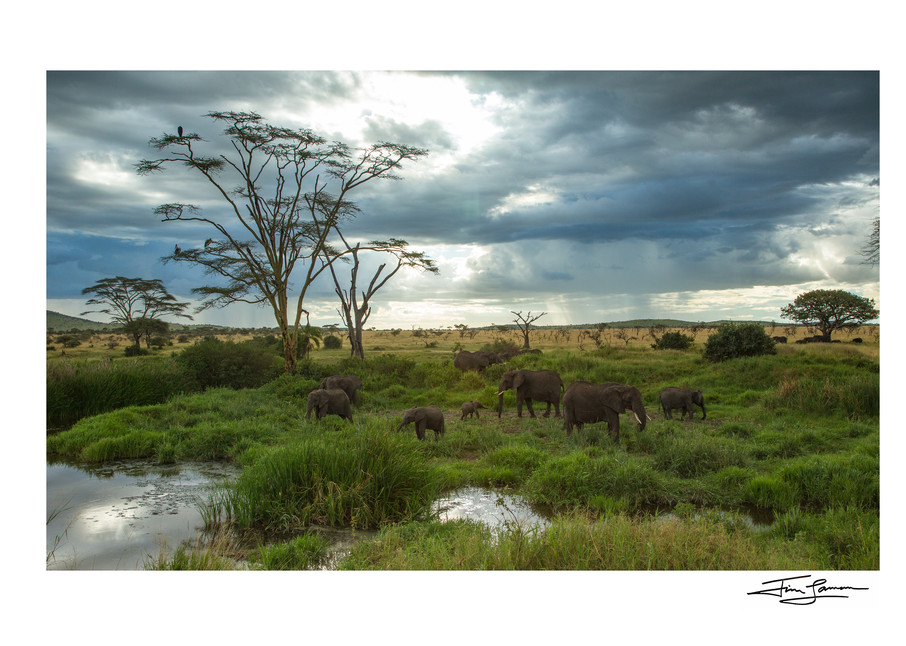 Classic Serengeti Photography Art | Tim Laman Photography