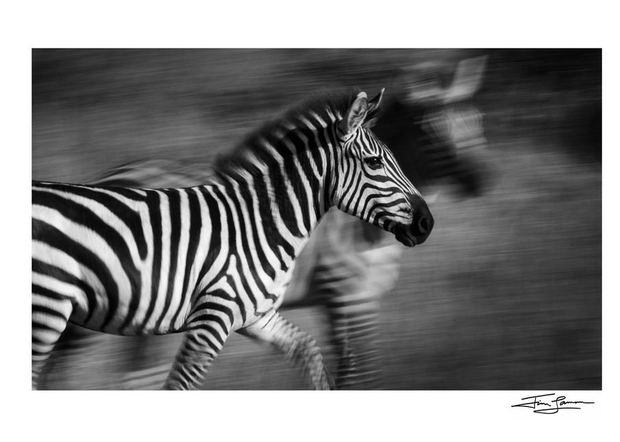 A Study In Stripes Photography Art | Tim Laman Photography