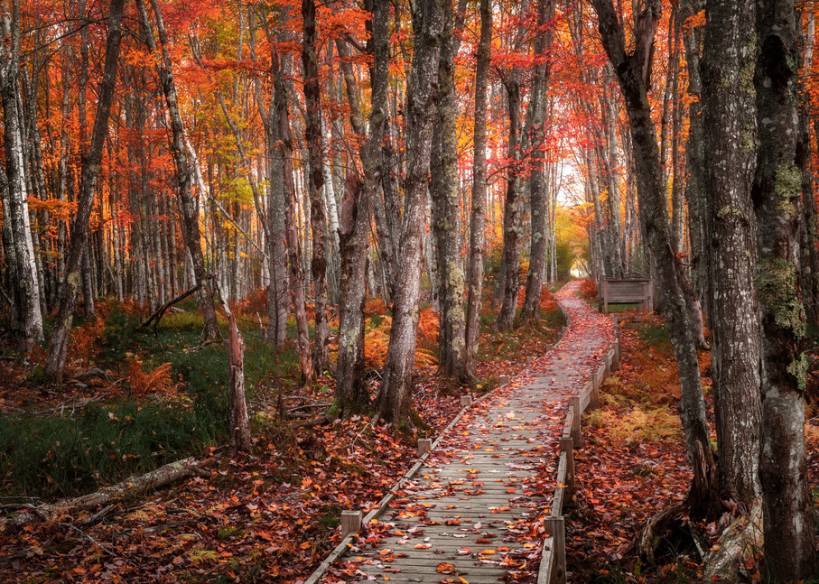 Jesup Trail Boardwalk Through Fall Foliage. Autumn colors brighten popular trail in Maine's Acadia National Park by landscape photographer Mike Taylor of Taylor Photography.