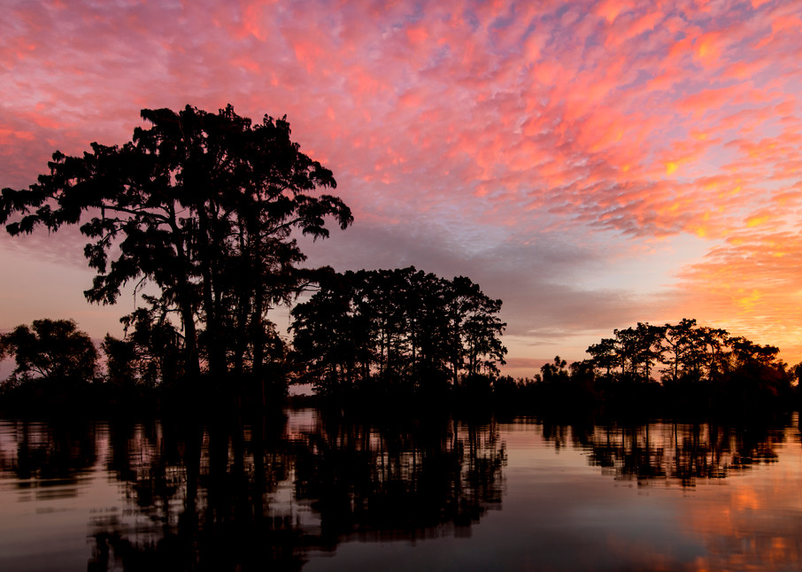 Neon Swamp - Louisiana swamp photography prints