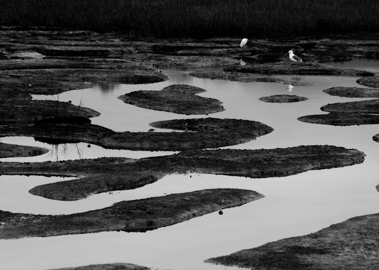 Marsh And Birds Art | Dan Katz Photography