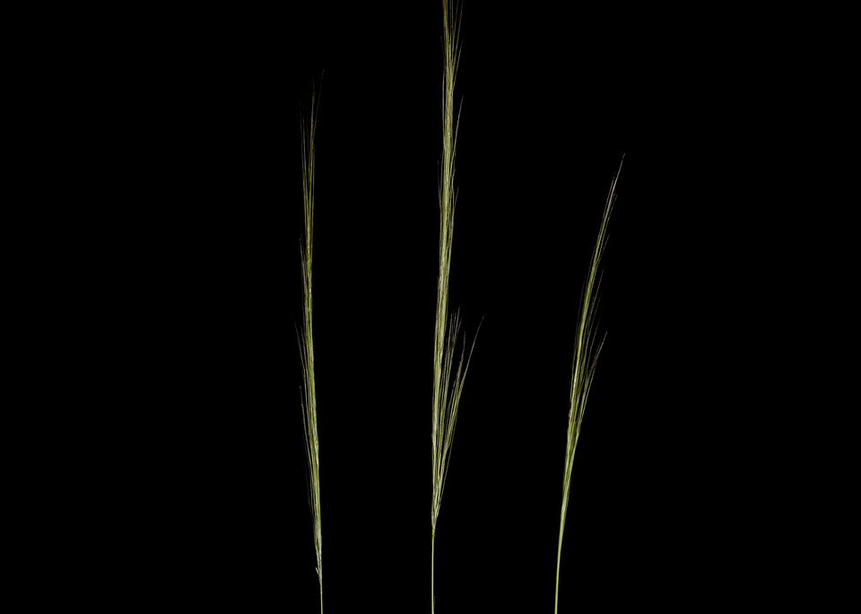Three Grasses Outside of Windsor Vermont
