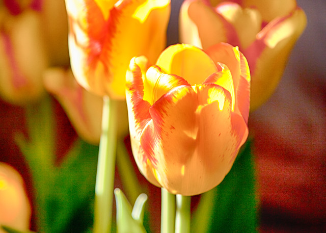 Tulips Photography Art | Rosanne Nitti Fine Arts