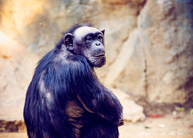Chimpanzee Photography Art | 15:10 Photography