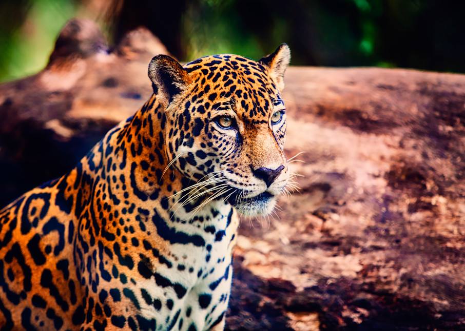 Jaguar Glare Photography Art | 15:10 Photography