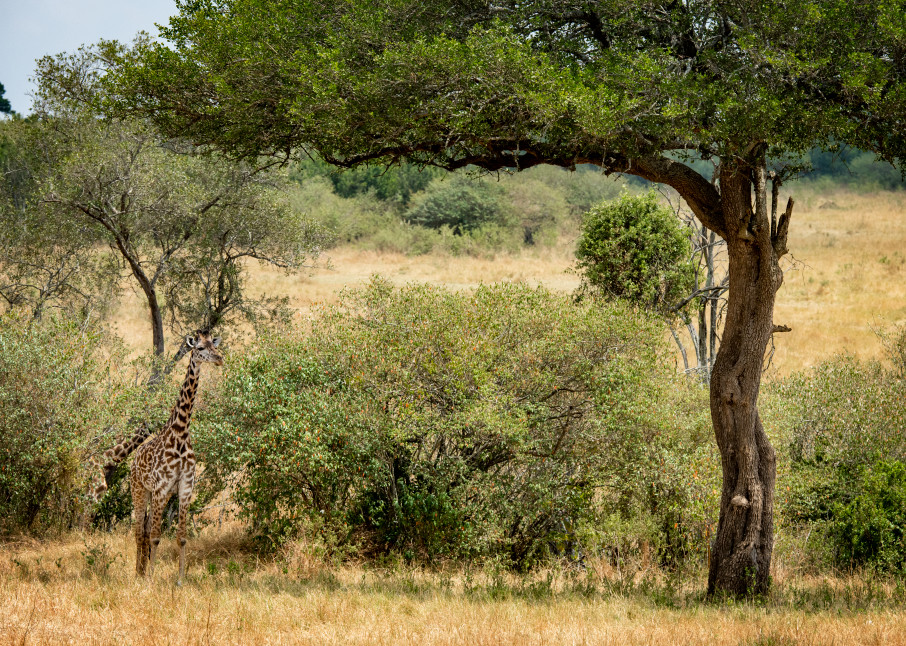 Giraffe Under Tree Photography Art | Gale Ensign Photography