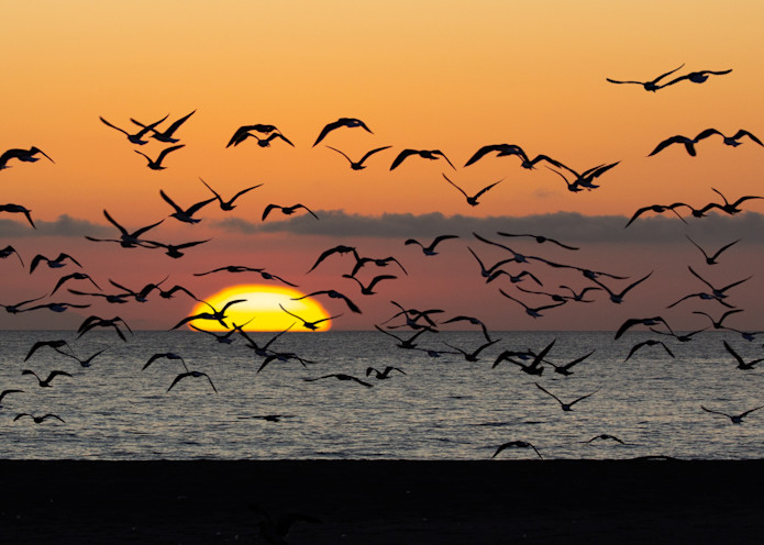 Sunset And Gulls Oxnard Photography Art | Dan Katz, Inc.