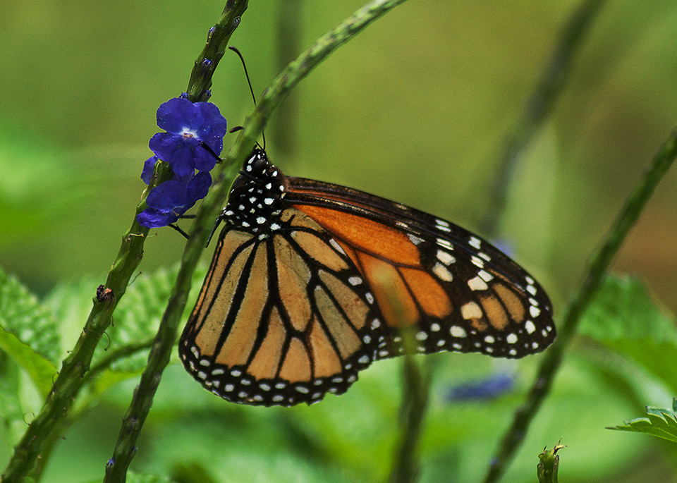 Monarch On Flower Lr Photography Art | E.R. Lilley Photography