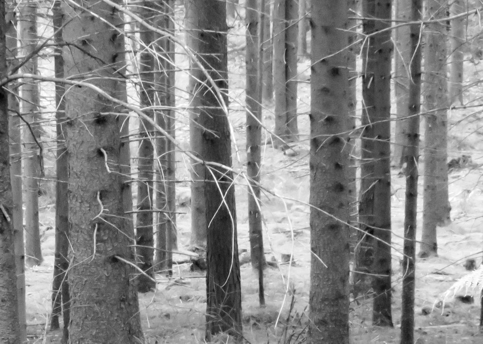 Grey Forest Photography Art | Ron Olcott Photography