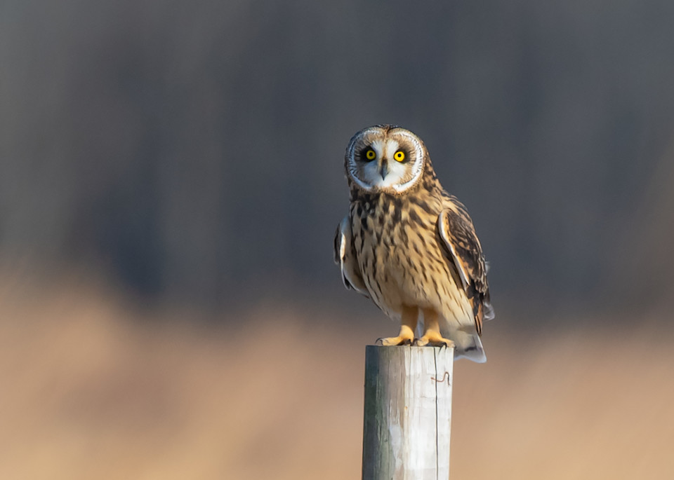 Short Eared Owl Perched