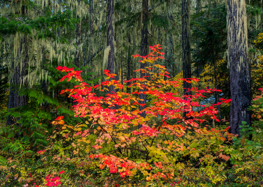 Moss And Maple Photography Art | Craig Primas Photography