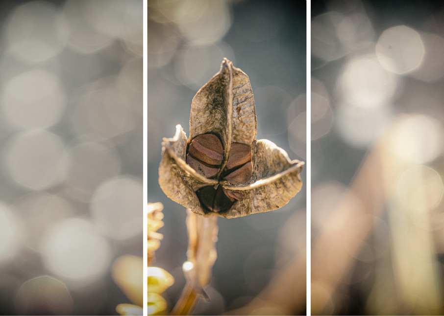 The Seeds That You Plant | Triptychs by Nathan Larson Photography | Fine Art Photography