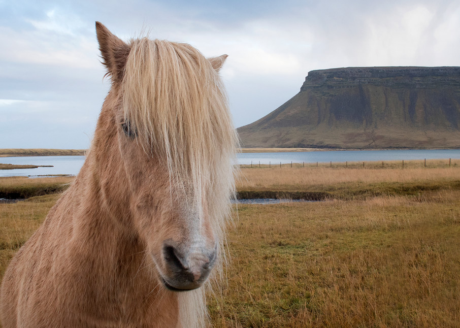 Icelandic Horse Photography Art | Kit Noble Photography