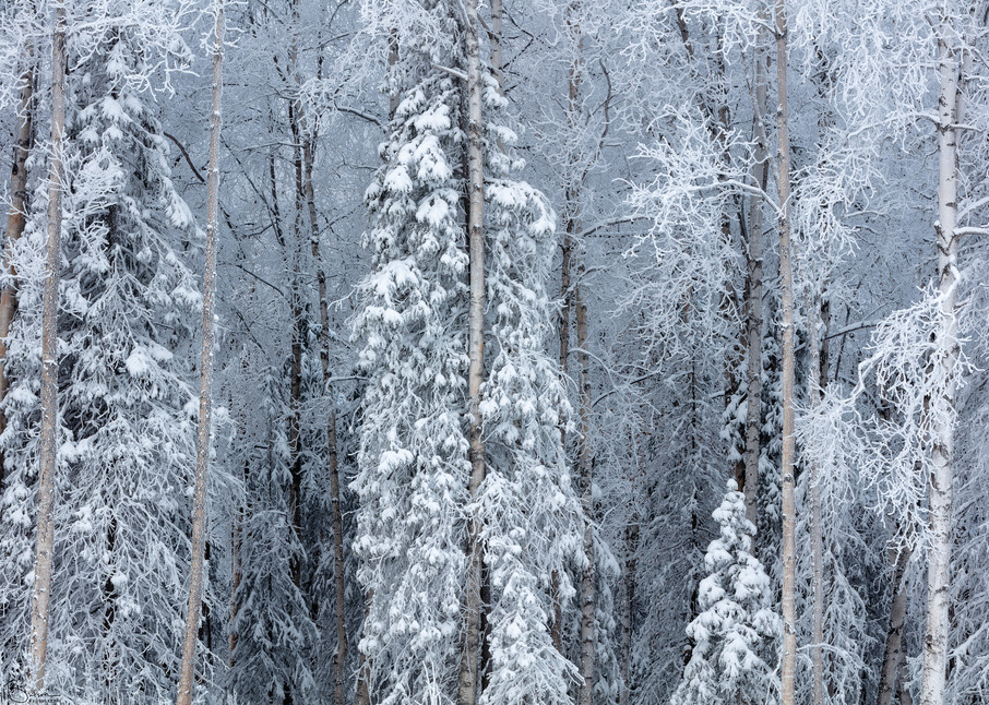 Hoarfrost and snow covers spruce and birch trees in Southcentral Alaska. Winter. Afternoon.