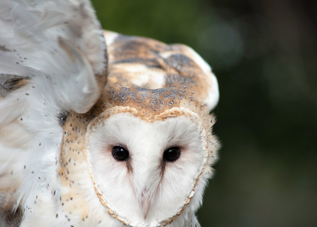 Barn Owl 2 Photography Art | Kathleen Messmer Photography