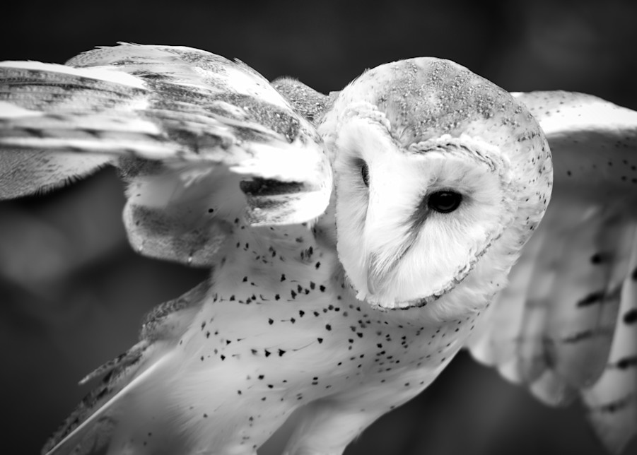 Barn Owl Photography Art | Kathleen Messmer Photography