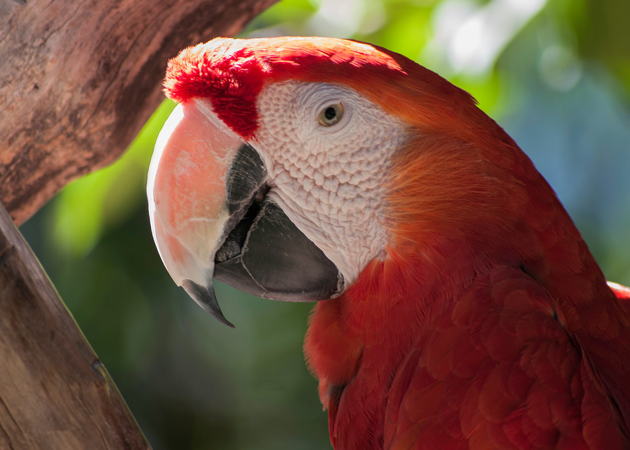 Scarlet Macaw Profile Photography Art | Kathleen Messmer Photography