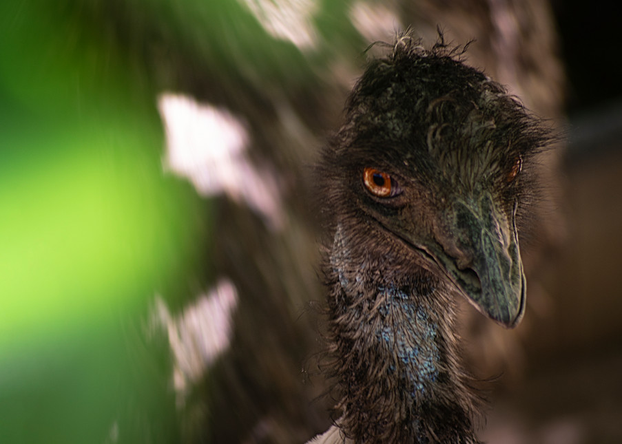 Emu Photography Art | Kathleen Messmer Photography