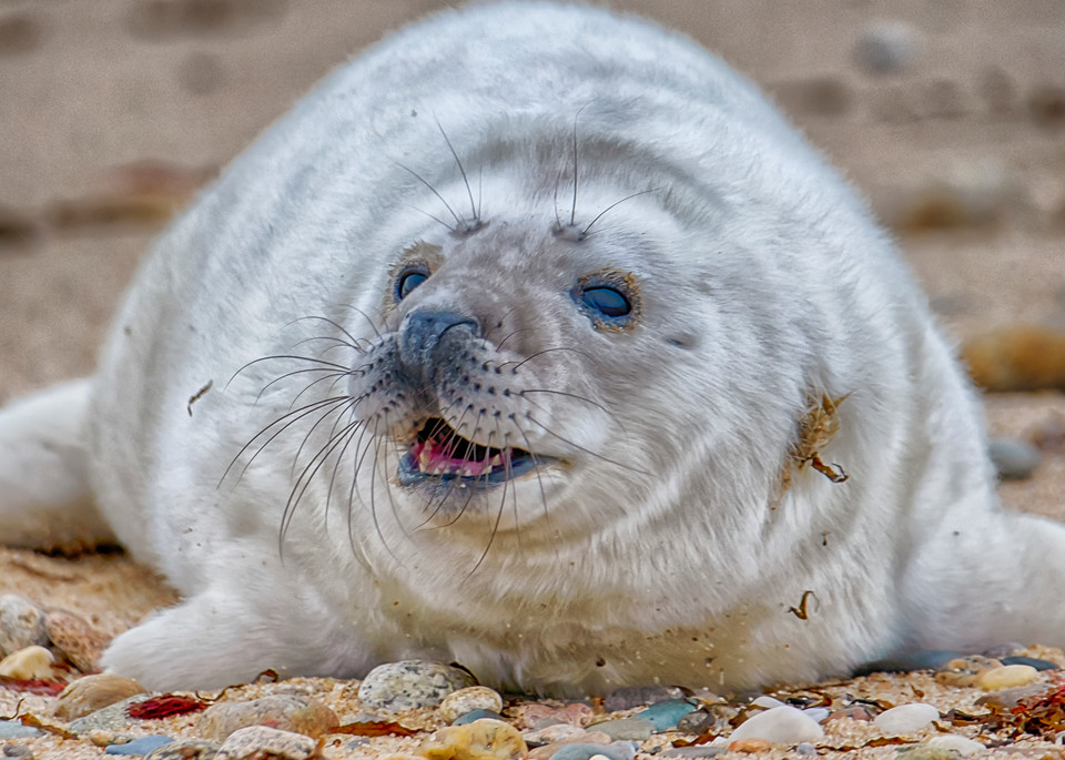 Chappy Seal Pup Art | Michael Blanchard Inspirational Photography - Crossroads Gallery