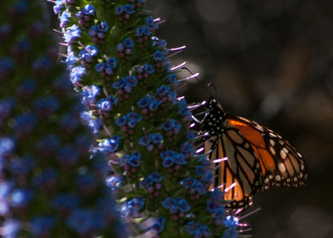Monarch Butterfly Photography Art | Kathleen Messmer Photography
